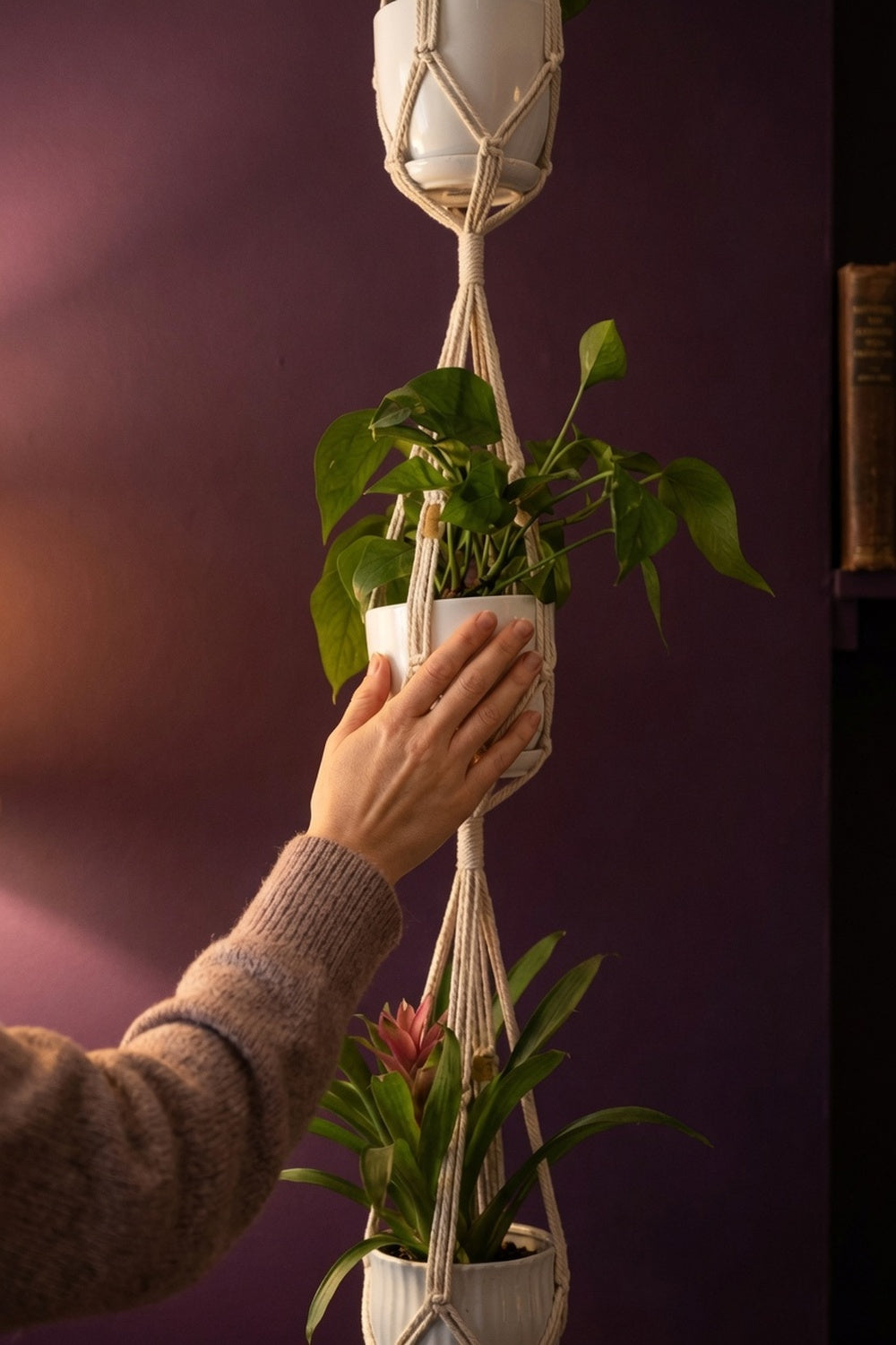 Hand holding triple cascade macrame plant hanger with flowering plant against plum wall