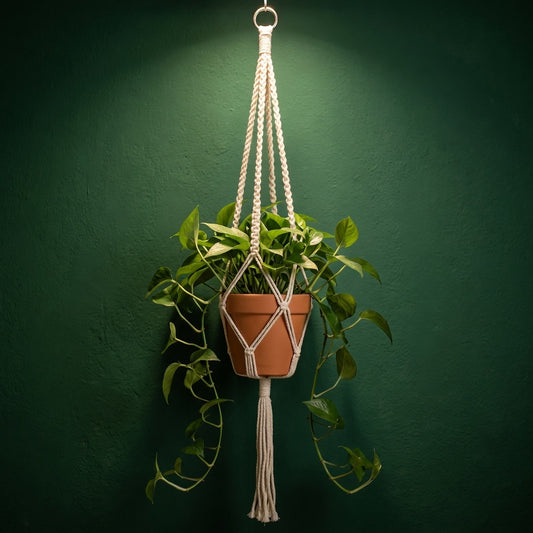 Minimalist macrame plant hanger metal ring top on dark green wall with terracotta pot, boho indoor plant decor