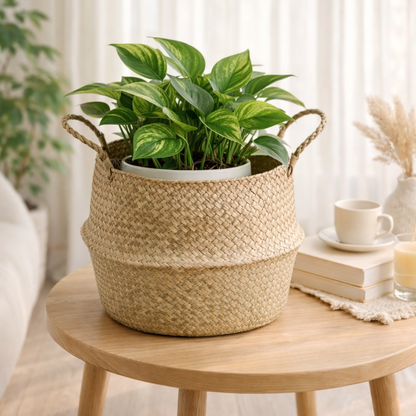 Seagrass woven belly basket as plant pot cover indoor planter bohemian home decor
